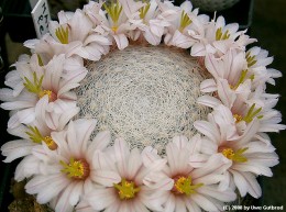 Mammillaria lenta